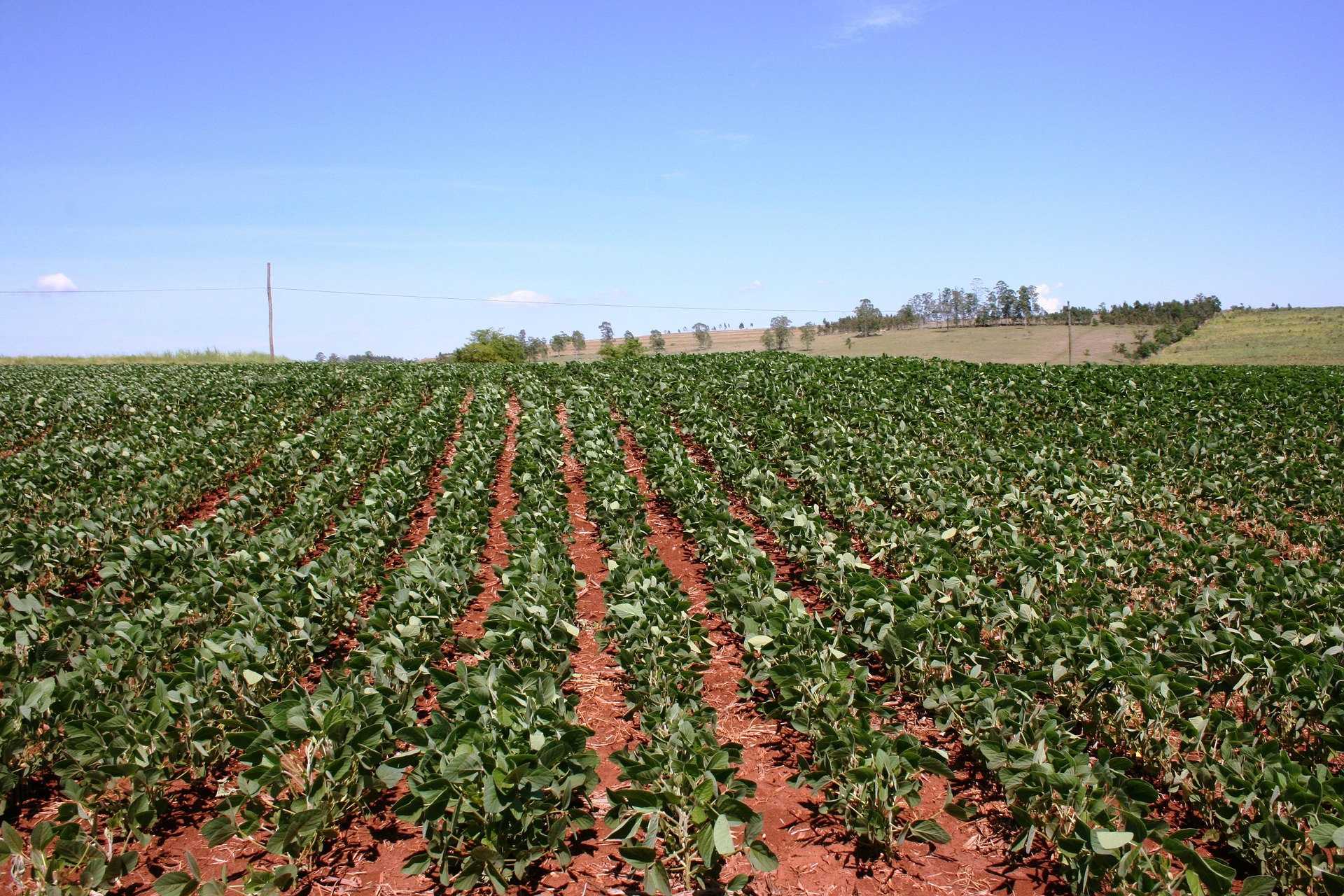 Harvested beans representing agricultural potential